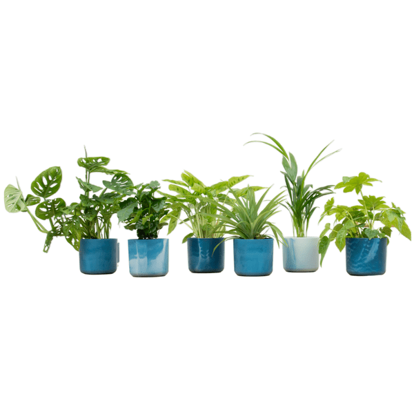 Überraschungskiste – 6 verschiedene Zimmerpflanzen + Keramiktopf Ocean Blue Ø14cm – grüne Vielfalt für Zuhause & Büro – pflegeleicht & dekorativ – Plant