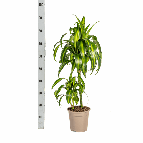 Dracaena Deremensis Hawaiian Sunshine – Drachenbaum – Ø19cm – ↕70-90cm – Tropische Zimmerpflanze mit zweifarbigen Blättern – Plant