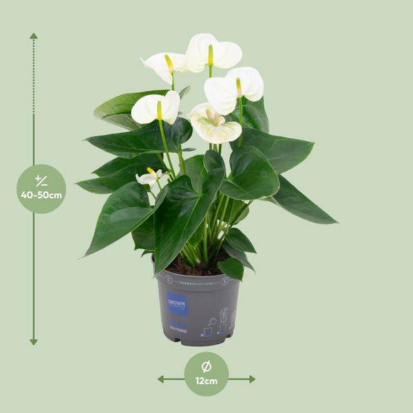 Flamingoblume Anthurium Weiß Zimmerpflanze Ø12cm ↕43cm – pflegeleichte Grünpflanze für Wohnzimmer, Büro & helle Standorte kaufen – Plant