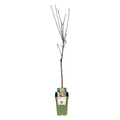 Apfelbaum Elstar Ø19cm ↕60cm – hochwertiges Produkt für Pflanzen, Garten, Zuhause, Dekoration & moderne Einrichtung – Plant