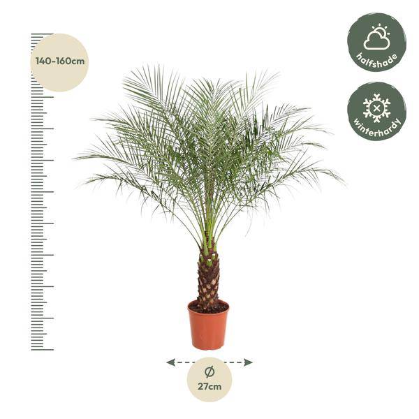 Zwerg – Dattelpalme Phoenix Roebelenii Zimmerpflanze Ø32cm ↕150cm – tropische Grünpflanze für Wohnzimmer, Büro & helle Standorte kaufen – Plant