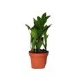 Zamioculcas – Glücksfeder – ca. 30cm hoch – Ø12cm – Pflegeleichte Zimmerpflanze mit glänzenden Blättern – Robuste Grünpflanze für Wohnzimmer & Büro – Plant