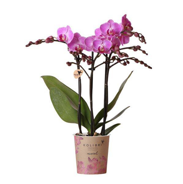 Phalaenopsis – Orchidee Mineral Vienna – Rosa – Ø9cm – Blühende Zimmerpflanze – 2-3 Zweige – Natürliche Farbpracht – Plant