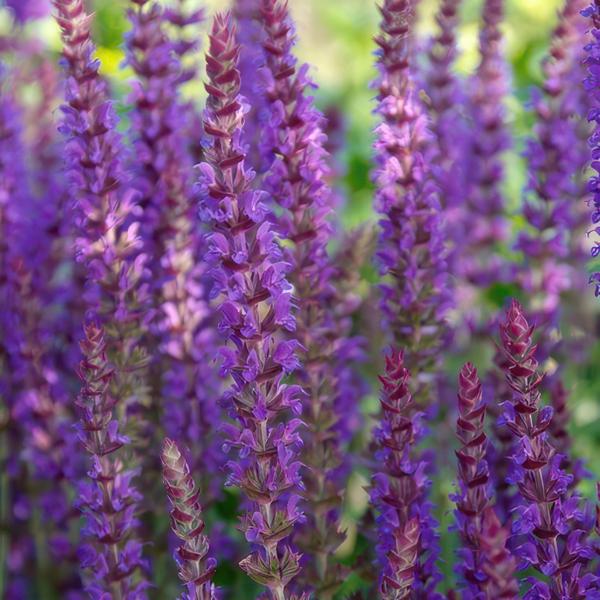 Blüten – Salbei – Salvia nemorosa 'Ostfriesland' – ↕10-25cm – Ø9cm – Lila Blüten – Pflegeleichte Staude – Sonniger Standort – Plant