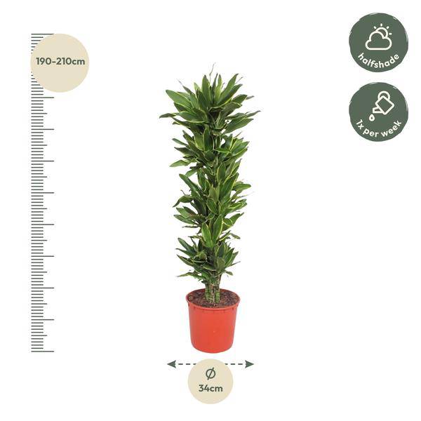 Drachenbaum Dracaena Golden Coast – 200cm hoch – Ø34cm – Elegante Zimmerpflanze mit goldgrünem Blattwerk – Pflegeleicht & robust – für Zimmer & Büro – Plant