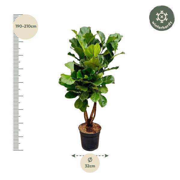 Geigen – Feige – Ficus Lyrata – Zimmerpflanze 200cm – Ø32cm – XXL – Pflanze mit großen geigenförmigen Blättern – Pflegeleicht – Plant