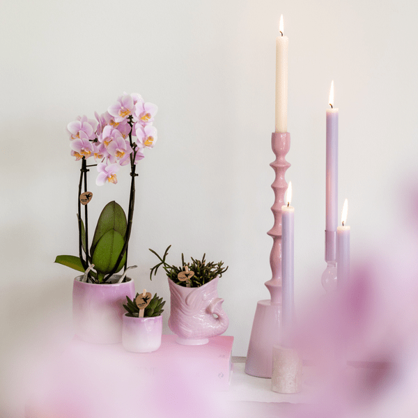 Fisch Topf – Rosa – Ø6cm – Keramik Übertopf in Fischform – Glänzender Blumentopf für kleine Pflanzen & Sukkulenten – Plant