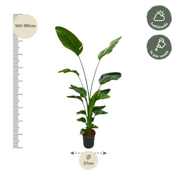 Baum – Strelitzie – Strelitzia Nicolai – Zimmerpflanze 175cm – Ø24cm – Weißer Paradiesvogel mit großen grünen Blättern – Plant