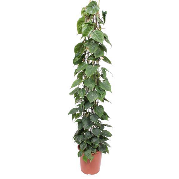 Baumfreund Philodendron Scandens Zimmerpflanze Ø27cm ↕160cm – pflegeleichte Grünpflanze für Wohnzimmer, Büro & helle Standorte kaufen – Plant