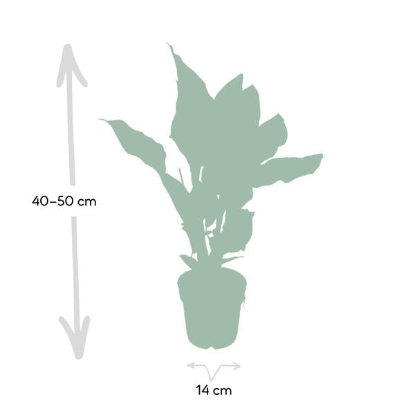 Korbmarante Calathea Ornata – Zimmerpflanze Ø14cm ca. 50cm hoch – Exotische Blattzeichnung – Pflegeleichte Zimmerpflanze für Zuhause & Büro – Plant