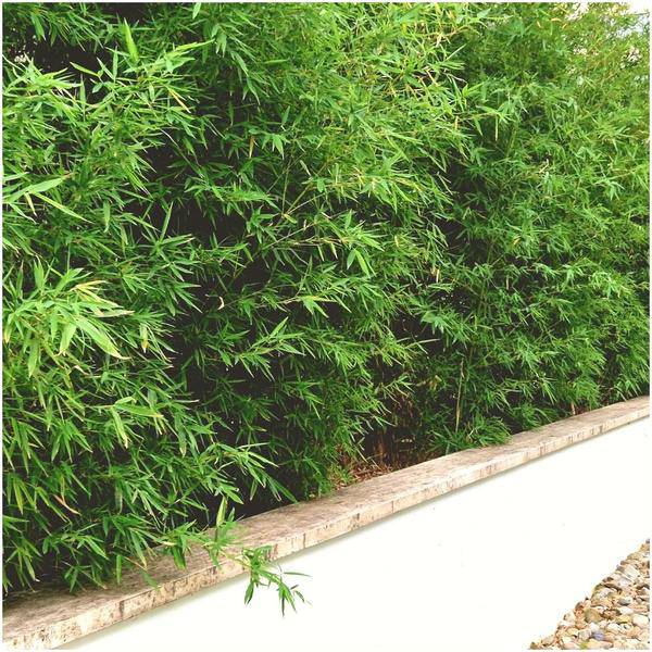 Schirmbambus Fargesia Rufa Gartenpflanze Ø12cm ↕25cm – winterharte Pflanze für Garten, Balkon, Terrasse, Kübel & Beet online kaufen – Plant