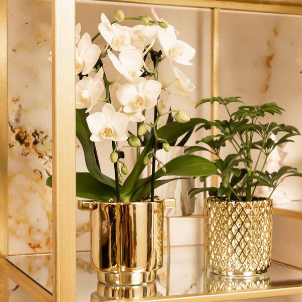 Blumentopf Gold Keramik Metall Ø9cm – moderner Pflanztopf für Zimmerpflanzen, Sukkulenten, Kakteen & Kräuter – Plant