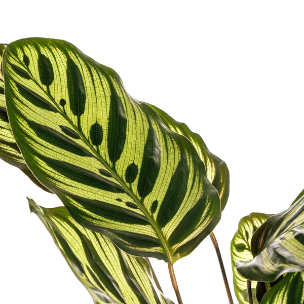 Calathea Makoyana Pfauen – Korbmaranthe – Zimmerpflanze Ø17cm – ca. 40-50cm hoch – Dekorative Blätter mit roter Unterseite – Plant