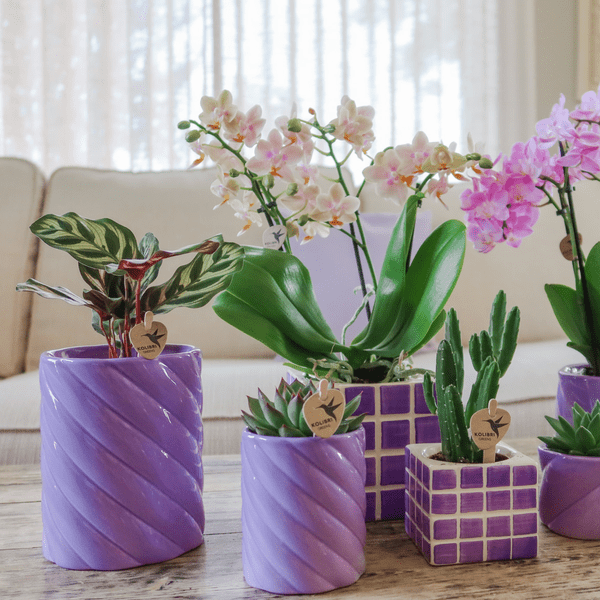 Candy Dekotopf Hoch – Flieder – Ø6cm – Moderner Keramiktopf in fröhlichen Farben – Stilvoller Pflanzentopf für Zimmerpflanzen, Orchideen & Sukkulenten – Plant
