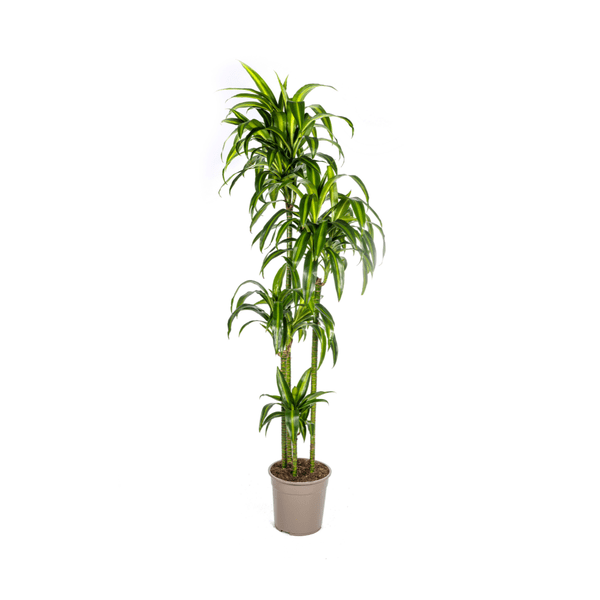 Drachenbaum Dracaena Deremensis Hawaiian Sunshine – Zimmerpflanze – Ø27cm – Höhe 180cm – Tropischer Look & pflegeleicht – Plant