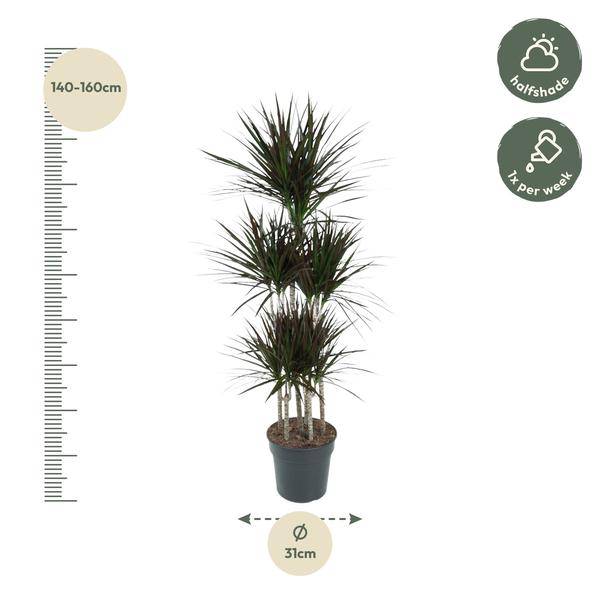 Drachenbaum Zimmerpflanze Ø31cm ↕150cm – pflegeleichte Grünpflanze für Wohnzimmer, Büro & helle Standorte kaufen – Plant