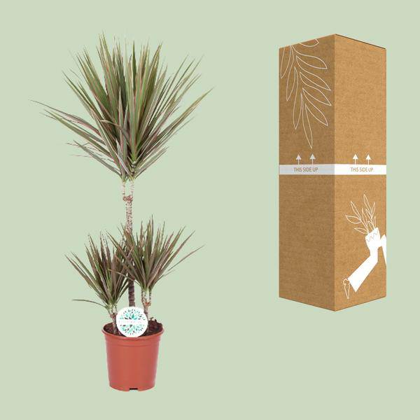 Drachenbaum Dracaena Bicolor Zimmerpflanze Ø21cm ↕95cm – pflegeleichte Grünpflanze für Wohnzimmer, Büro & helle Standorte kaufen – Plant