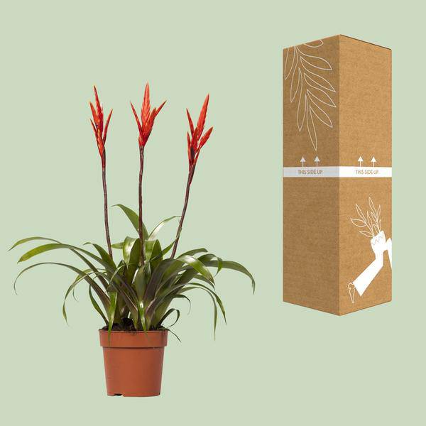 Bromelie Vriesea Elan Toef Zimmerpflanze Ø12cm ↕55cm – pflegeleichte Grünpflanze für Wohnzimmer, Büro & helle Standorte kaufen – Plant