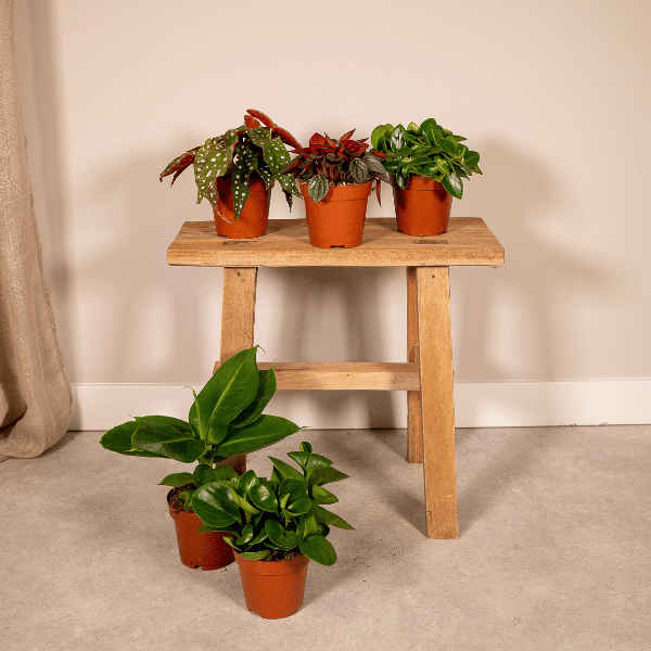 Überraschungsbox Zimmerpflanzen Ø12cm ↕25cm – pflegeleichtes Pflanzen Set für Urban Jungle, Fensterbank, Wohnzimmer & Büro – Plant