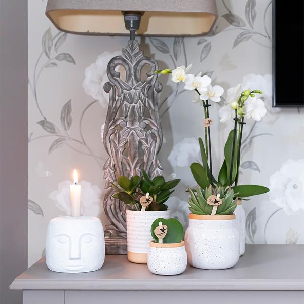Orchideen Überraschungsbox – 4 Pflanzen Ø9cm – Frische Phalaenopsis Orchideen direkt vom Züchter – Pflegeleichte Zimmerpflanzen – Plant