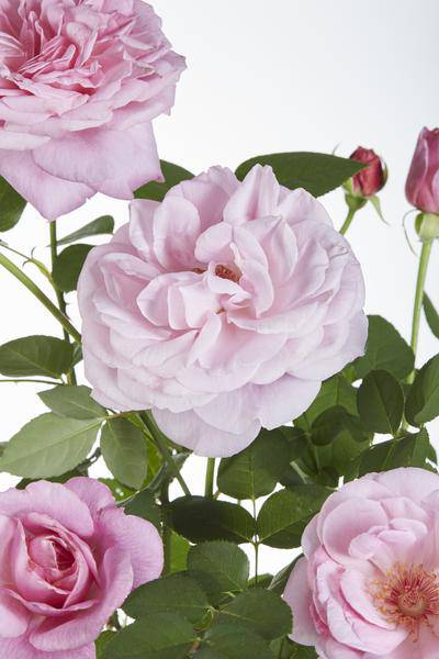 Kletterrose Rose Crazy in Love 'Pink' Zimmerpflanze Ø15cm ↕65cm – pflegeleichte Grünpflanze für Wohnzimmer, Büro & helle Standorte kaufen – Plant