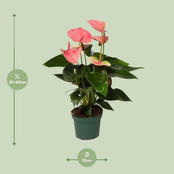 Flamingoblume Anthurium Sweet Dream Zimmerpflanze Ø12cm ↕35cm – pflegeleichte Grünpflanze für Wohnzimmer, Büro & helle Standorte kaufen – Plant