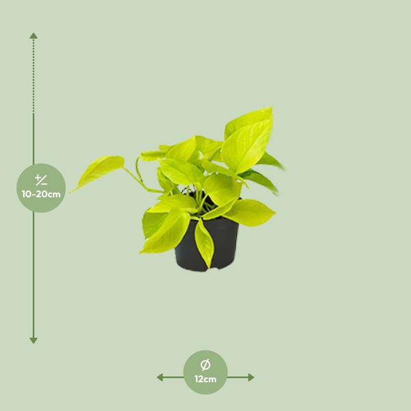 Efeutute Epipremnum Golden Pothos – Ø12cm x H15cm – Herzförmige Blätter mit goldgelber Zeichnung – Pflegeleichte Zimmerpflanze – Für Halbschatten – Plant