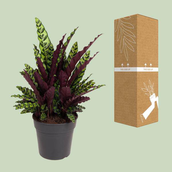 Korbmarante Calathea Lancifolia – Zimmerpflanze – Ø27cm – ↕70cm – Tropische Zimmerpflanze mit exotischem, schlangenähnlichem Blattmuster – Plant