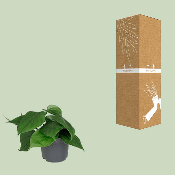 Philodendron Scandens – Baumfreund – Zimmerpflanze – Ø12cm – ↕15-20cm Höhe – Pflegeleicht – Luftreinigend – Halbschatten – Plant