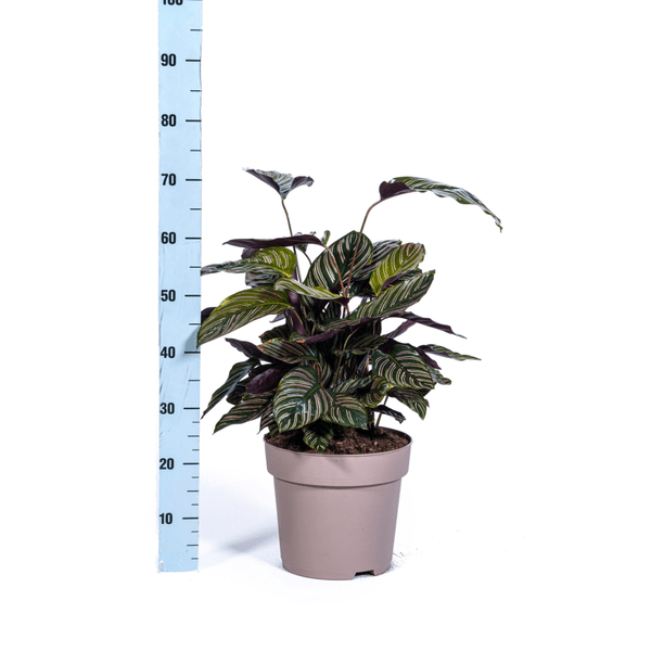 Calathea Ornata Sanderiana – Korbmarante – Zimmerpflanze Ø27cm – ↕60-80cm – Tropische Innenpflanze mit pinken Streifen – Pflegeleicht & dekorativ – Plant