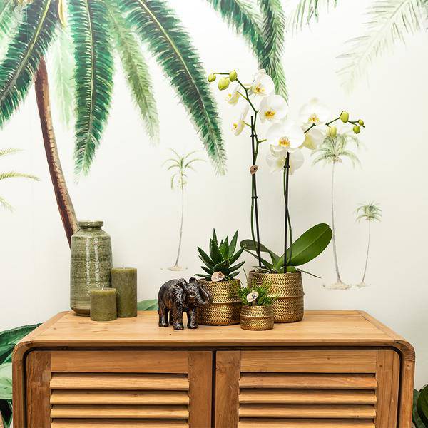 Blumentopf Rille – Gold – Ø6cm – Kleiner Keramik – Ziertopf mit Rillenstruktur – Mattes Finish – Mini – Übertopf für Orchideen & Sukkulenten – Plant