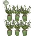 Stechpalmenhecke Ilex crenata ‘Jenny’ – 6 Pflanzen Ø12cm ↕20cm Winterharte immergrüne Heckenpflanzen – Plant