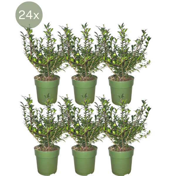 Stechpalmenhecke Ilex crenata ‘Jenny’ – 6 Pflanzen Ø12cm ↕20cm Winterharte immergrüne Heckenpflanzen – Plant