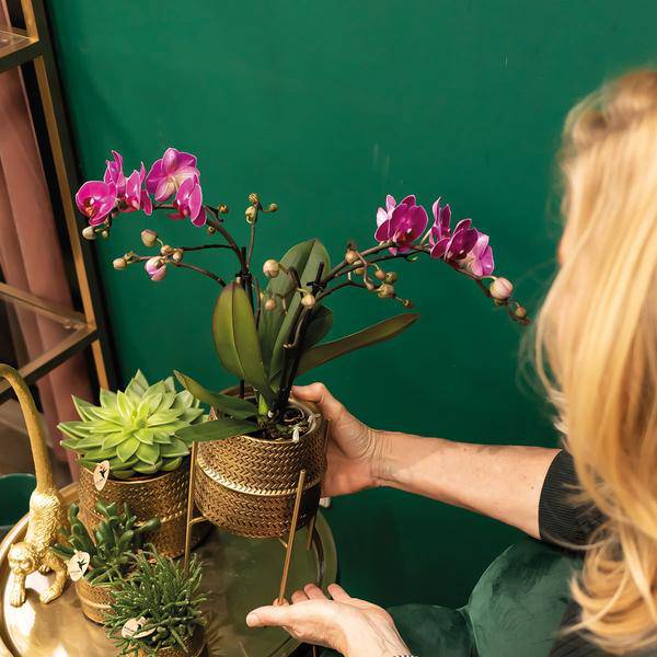 Phalaenopsis Orchidee – Flieder – Morelia – Mit goldfarbenem Groove Ziertopf – Ø9cm – 35cm hoch – Blühende Zimmerpflanze – Deko – Plant