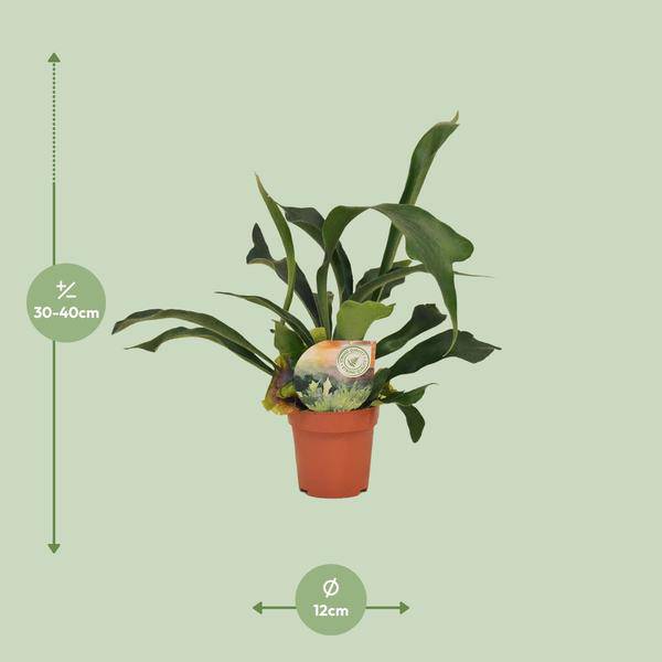 Geweihfarn Platycerium bifurcatum Zimmerpflanze Ø12cm ↕35cm – pflegeleichte Grünpflanze für Wohnzimmer, Büro & helle Standorte kaufen – Plant