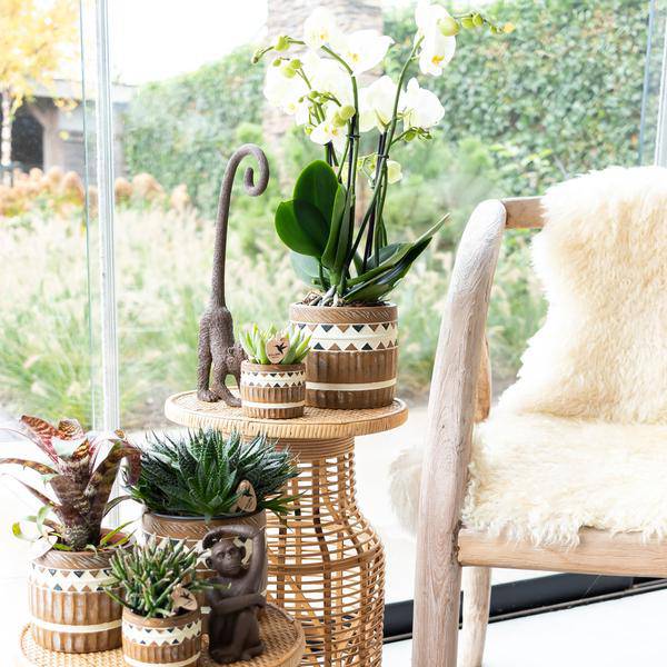 Ornament Dekoskulptur Sitzender Affe – Braun – Handgefertigte Polystone – Figur – 13cm – Dekoration für Zuhause & Pflanzenarrangements – Plant