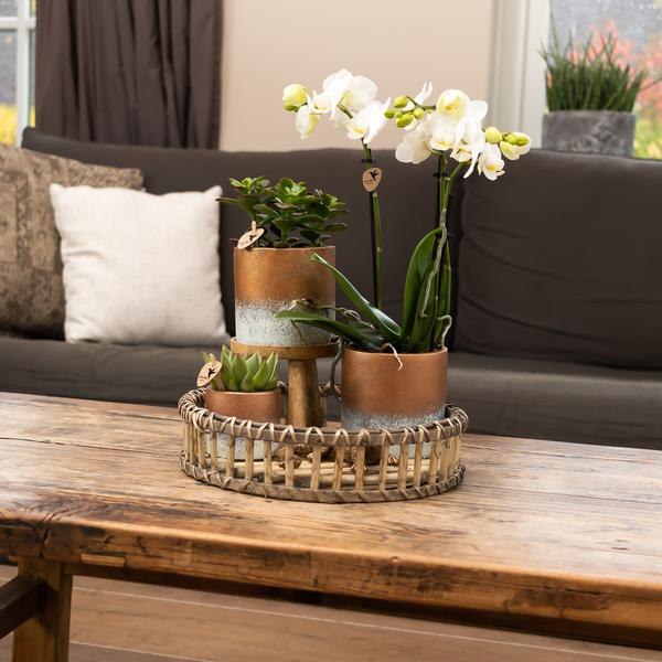 Pflanzenständer Holz Ø12cm Zimmerpflanze Ø12cm ↕10,5cm – pflegeleichte Grünpflanze für Wohnzimmer, Büro & helle Standorte kaufen – Plant