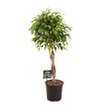 Birkenfeige – Ficus Benjamina Exotica – Ø27cm – ↕120cm – Große Zimmerpflanze mit üppigem, grünem Laub – Plant