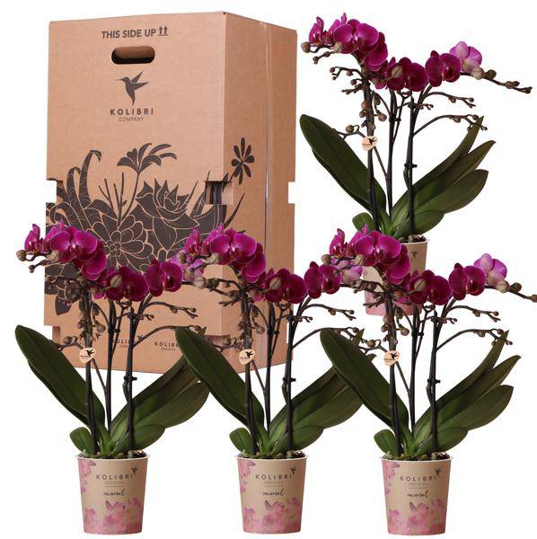 Überraschungsbox Orchideen Ø9cm – pflegeleichtes Pflanzen Set für Urban Jungle, Fensterbank, Wohnzimmer & Büro – Plant