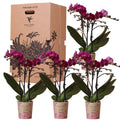 Überraschungsbox Orchideen Ø9cm – pflegeleichtes Pflanzen Set für Urban Jungle, Fensterbank, Wohnzimmer & Büro – Plant
