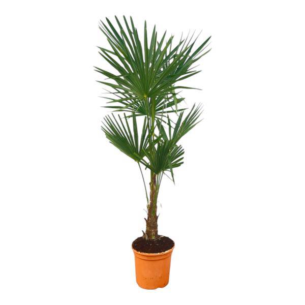 Trachycarpus fortuneii – Chinesische Hanfpalme – Exotische Zimmer – und Gartenpflanze – Höhe ca. 150cm – Topf Ø27cm – Plant