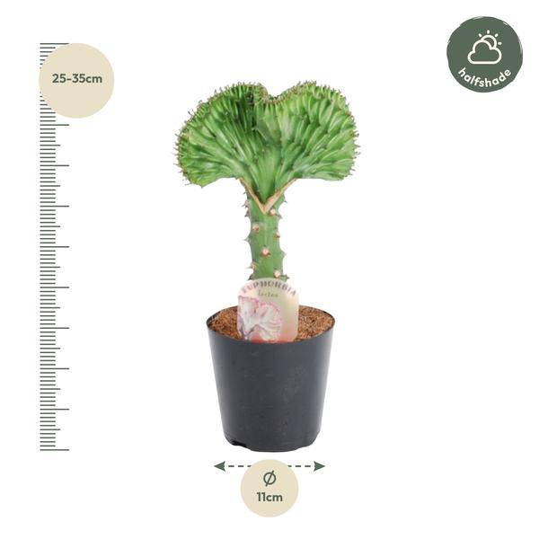 Euphorbia lactea Cristata Grün – Korallen – Wolfsmilch – Zimmerpflanze ca. 30cm – Ø10,5cm – Exotische Sukkulente in Korallenform – Plant