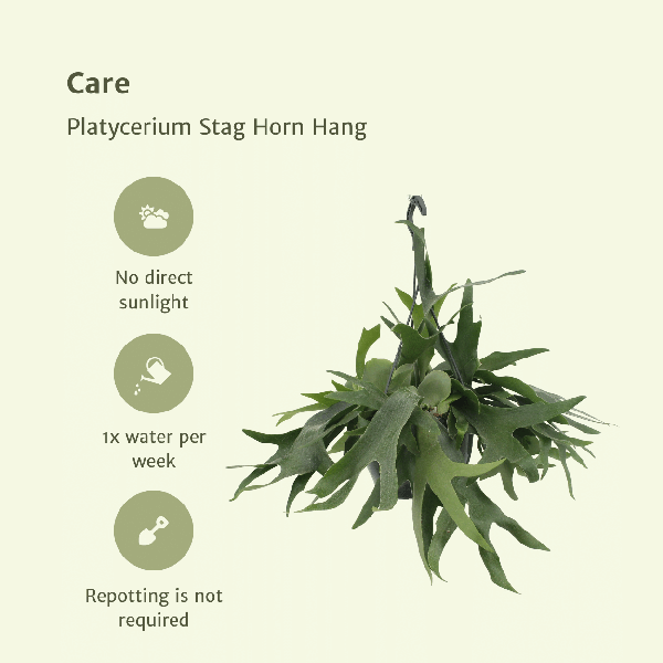 Geweihfarn Zimmerpflanze Ø21cm ↕50cm – pflegeleichte Grünpflanze für Wohnzimmer, Büro & helle Standorte kaufen – Plant