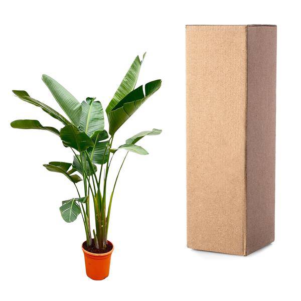 Strelitzia Augusta – Baum – Strelitzie XXL – Weißer Paradiesvogel – 250cm hoch – Ø38cm – Zimmerpflanze mit großen Fächerblättern – Plant