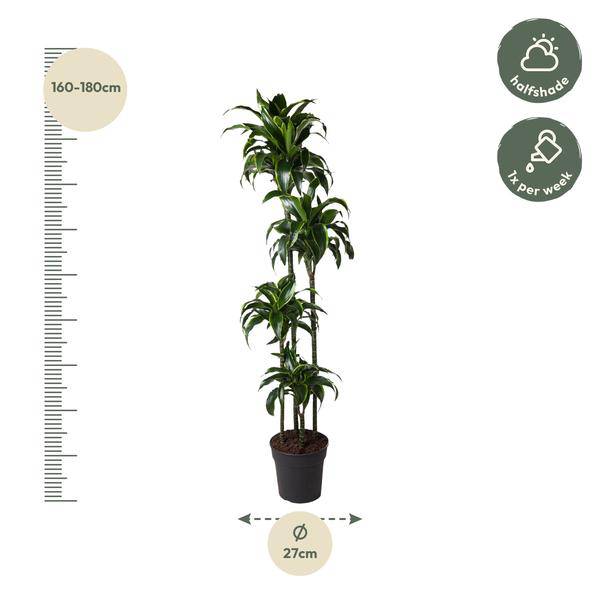 Drachenbaum – Dracaena Dorado 170cm – Ø27cm – Zimmerpflanze mit gold – grünen Blättern – Tropische Dekopflanze für Wohnzimmer, Büro & Wintergarten – Plant