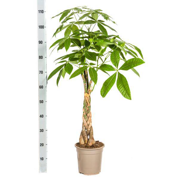 Glückskastanie Pachira Aquatica – Geldbaum – Zimmerpflanze Ø21cm ↕90-110cm – Geflochtener Stamm – Pflegeleicht – Plant