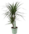 Drachenbaum – Dracaena marginata – Ø17cm – Höhe ca. 70cm – Pflegeleichte Zimmerpflanze – Tropische Blattschmuckpflanze mit roten Blatträndern – Plant