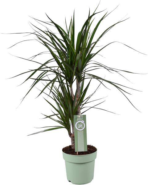 Drachenbaum – Dracaena marginata – Ø17cm – Höhe ca. 70cm – Pflegeleichte Zimmerpflanze – Tropische Blattschmuckpflanze mit roten Blatträndern – Plant