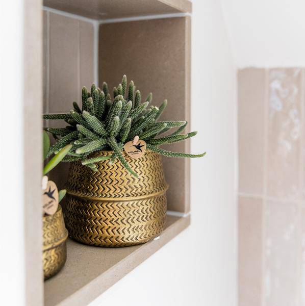 Pflanzenset Groove gold – Weiße Phalaenopsis Amabilis Ø9cm & Aloe Brevifolia Ø6cm – goldene Keramik – Ziertöpfe – Elegantes Orchideen – Set – Plant