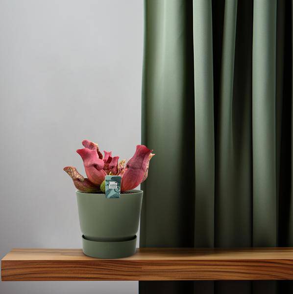Fleischfressende Pflanze Sarracenia Maroon – Schlauchpflanze – Ø12cm – ↕23cm – Exotische Zimmerpflanze mit auffälligen Kannen – Pflegeleicht & luftreinigend – Für Innen & geschützte Außenbereiche – Plant